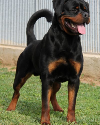 Rottweiler Club Italia